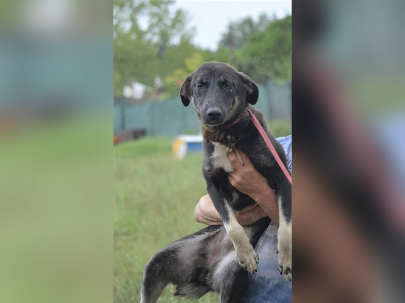Amina - Hündin, ca. 1-2 Jahre alt, sehr gut verträglich, sucht Menschen mit Hundeerfahrung