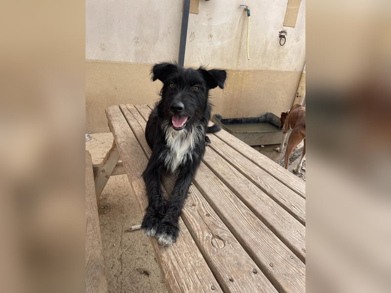 Milli - Wuschelhündin sucht das Glück