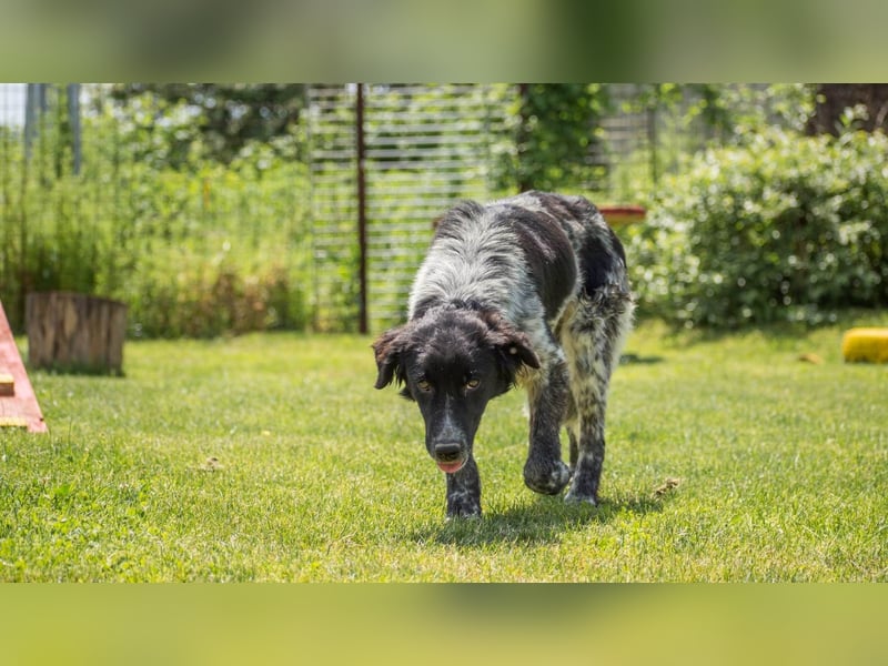 Ariel, zauberhafte Mischlingshündin sucht ein eigenes Zuhause