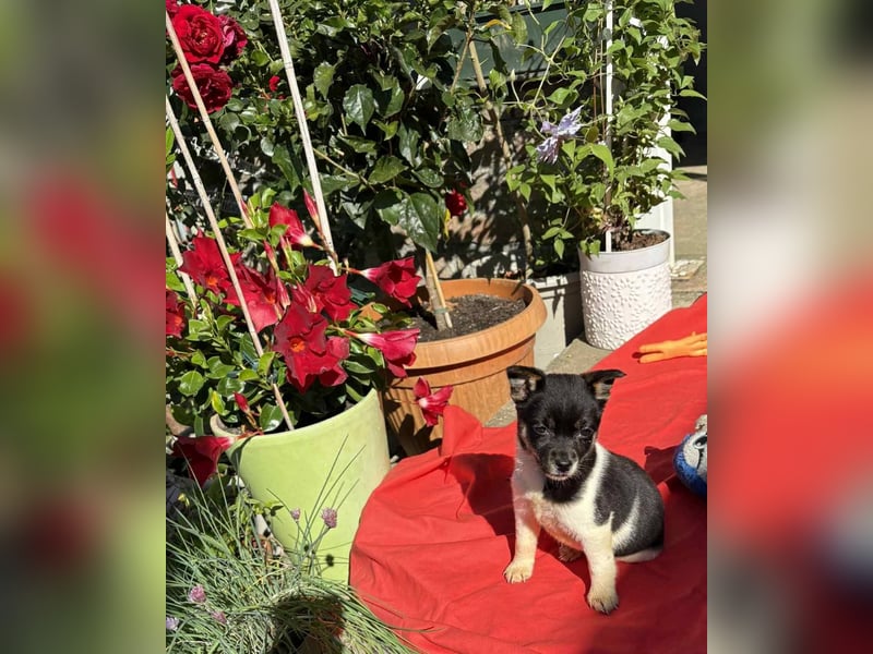 Vera, kleines Hundekind sucht ein Zuhause