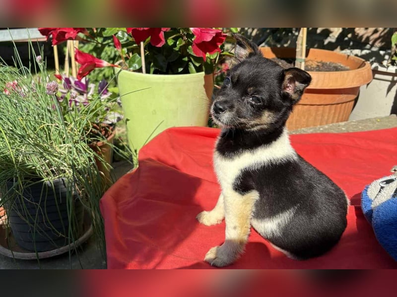 Vera, kleines Hundekind sucht ein Zuhause