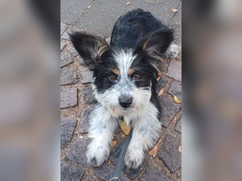 Nina, kleines Hundemädchen sucht ein Zuhause