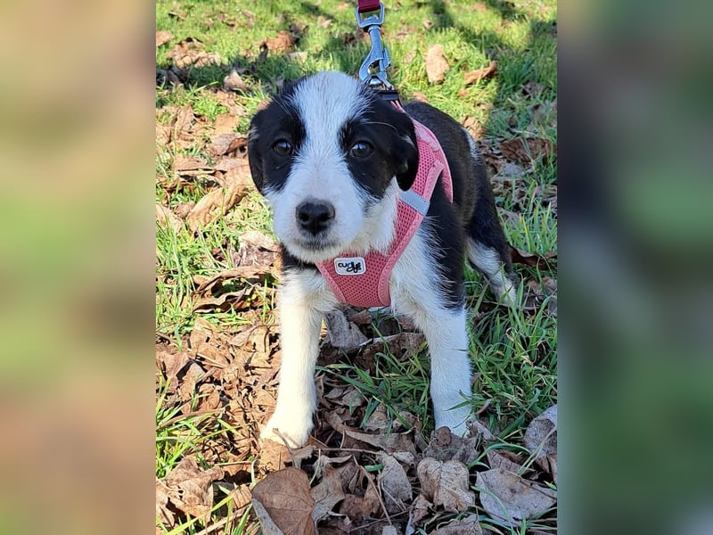 Nelly sucht ein Zuhause