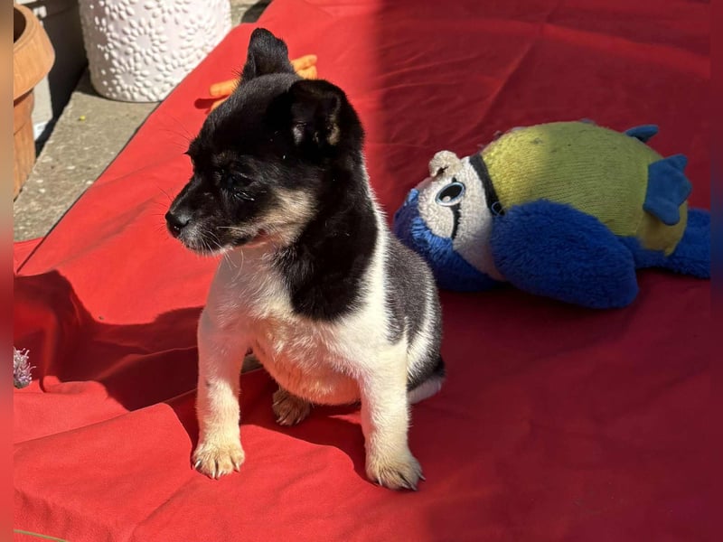 Vera, kleines Hundekind sucht ein Zuhause
