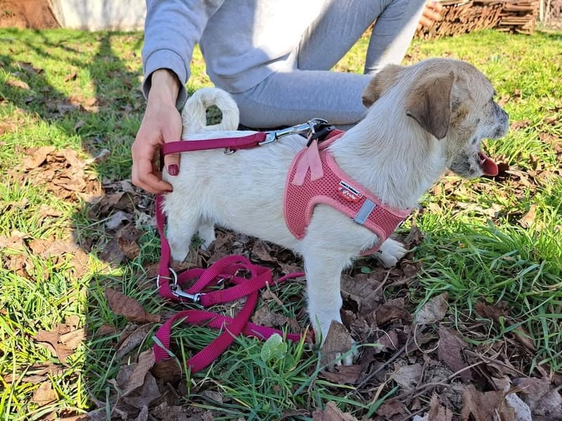 Sora, kleines Hundekind sucht eine Familie