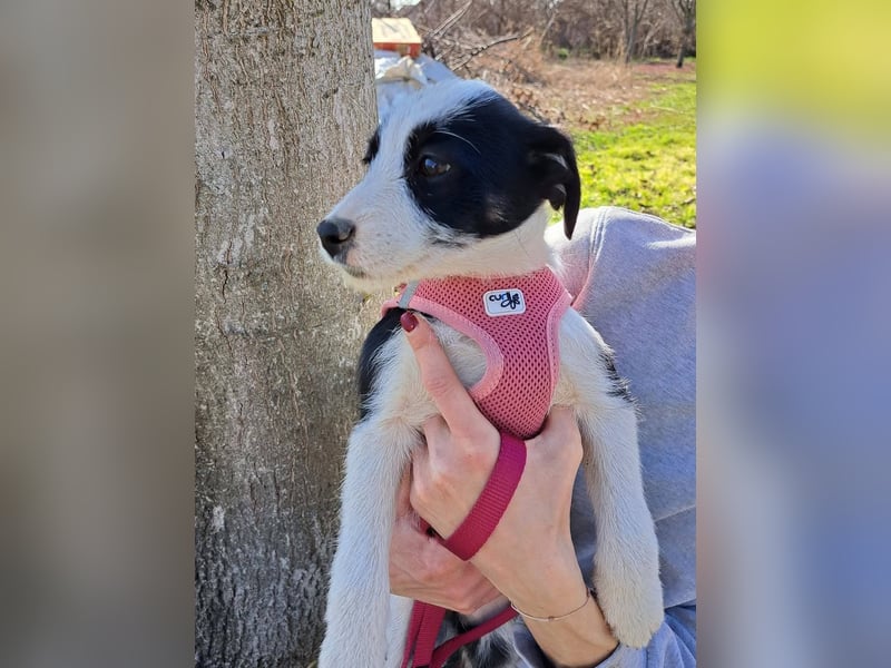 Nelly sucht ein Zuhause