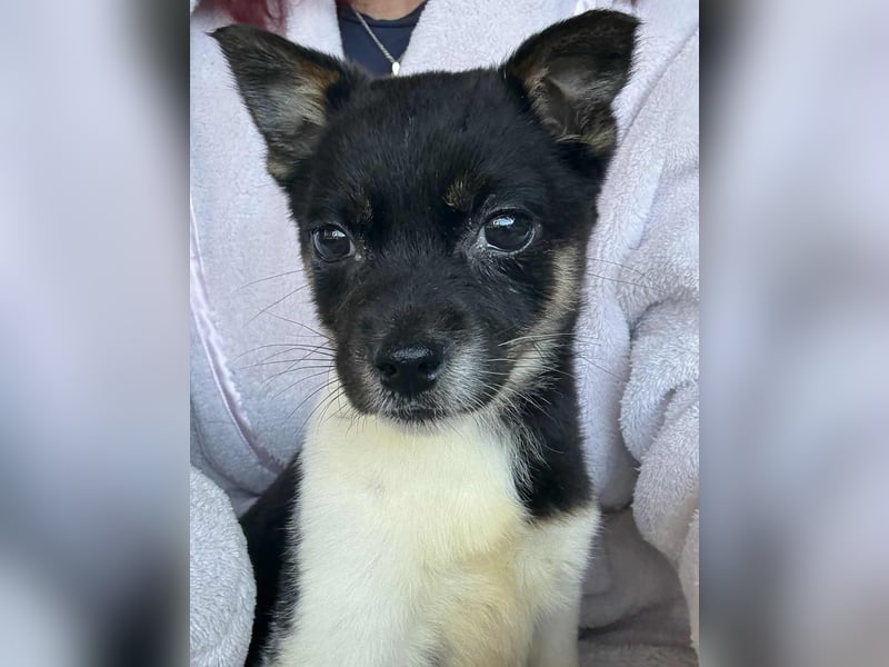 Vera, kleines Hundekind sucht ein Zuhause