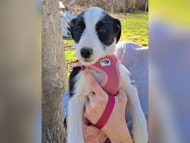 Nelly sucht ein Zuhause