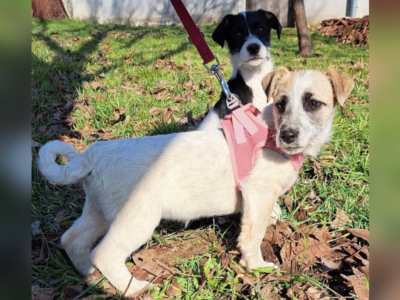 Sora, kleines Hundekind sucht eine Familie
