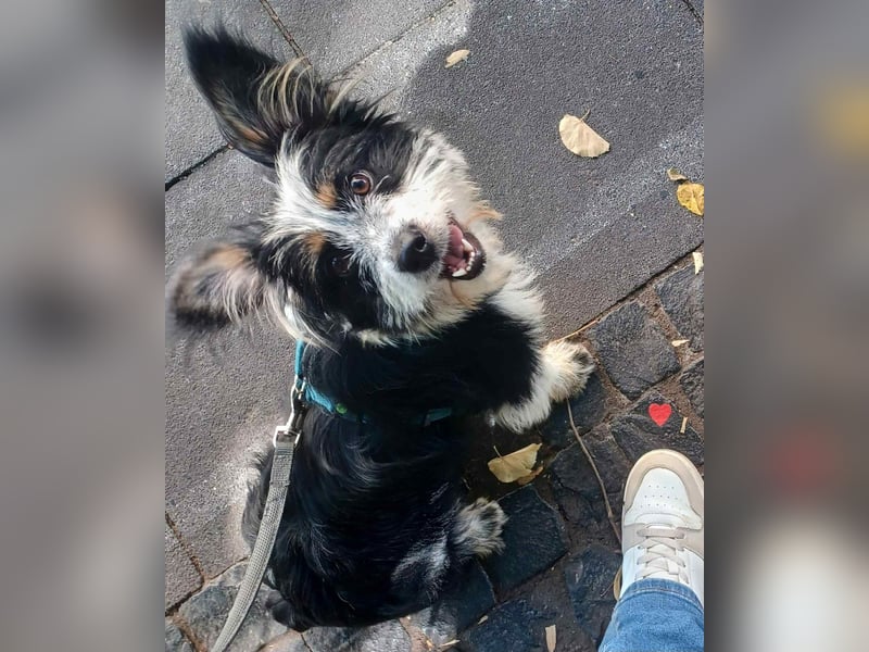 Nina, kleines Hundemädchen sucht ein Zuhause