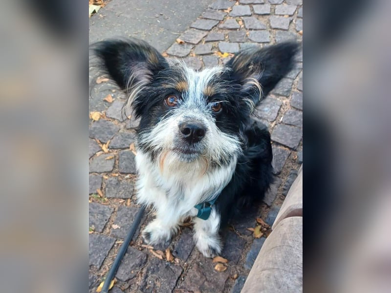 Nina, kleines Hundemädchen sucht ein Zuhause