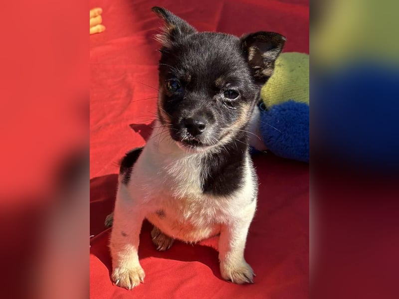 Vera, kleines Hundekind sucht ein Zuhause