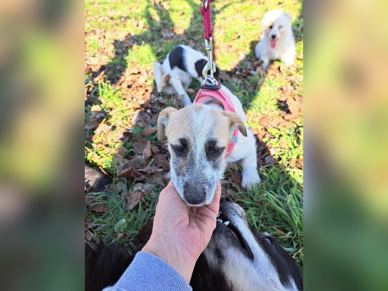 Sora, kleines Hundekind sucht eine Familie