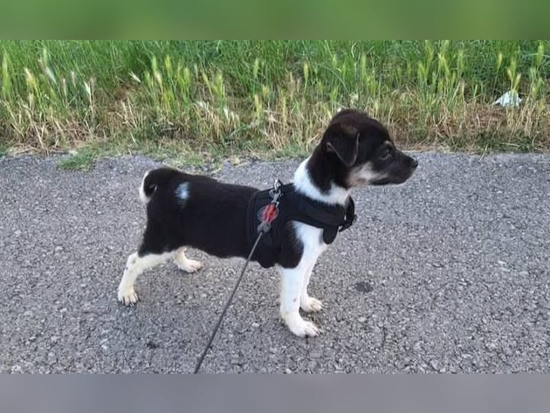 Vera, kleines Hundekind sucht ein Zuhause