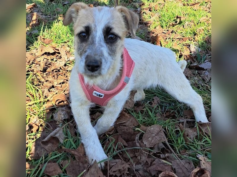 Sora, kleines Hundekind sucht eine Familie