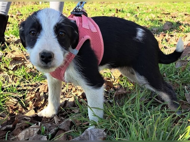 Nelly sucht ein Zuhause