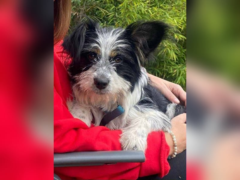 Nina, kleines Hundemädchen sucht ein Zuhause