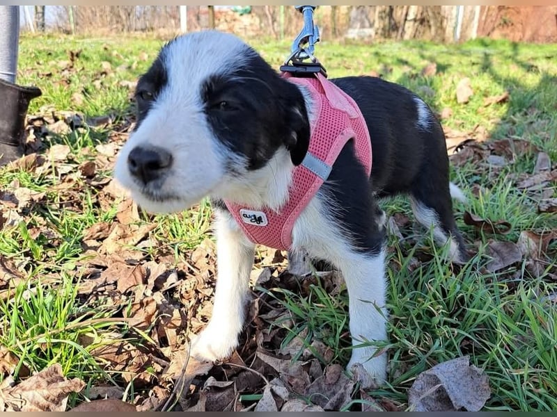 Nelly sucht ein Zuhause