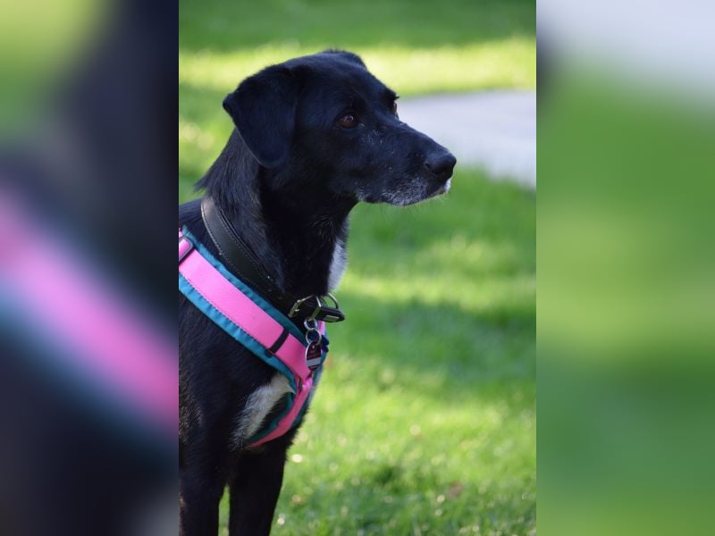 Dhalia - auf PS in 53797 Lohmar - liebe, freundliche Hundedame