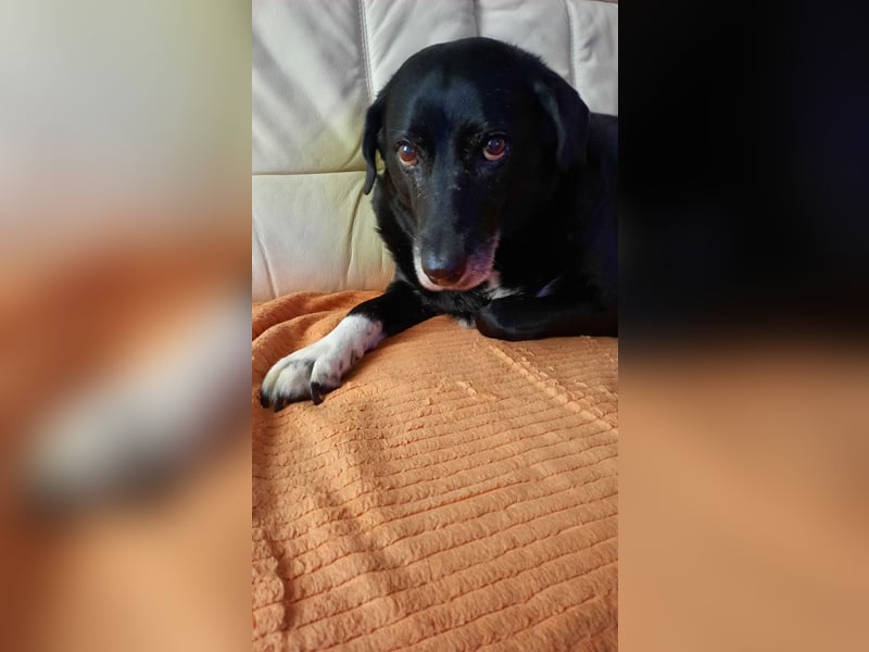 Dhalia - auf PS in 53797 Lohmar - liebe, freundliche Hundedame