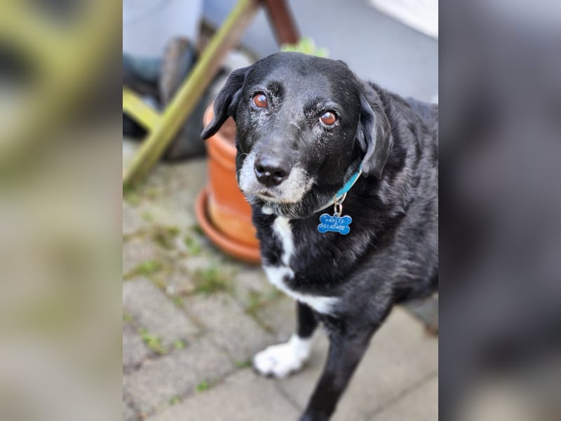 Dhalia - auf PS in 53797 Lohmar - liebe, freundliche Hundedame