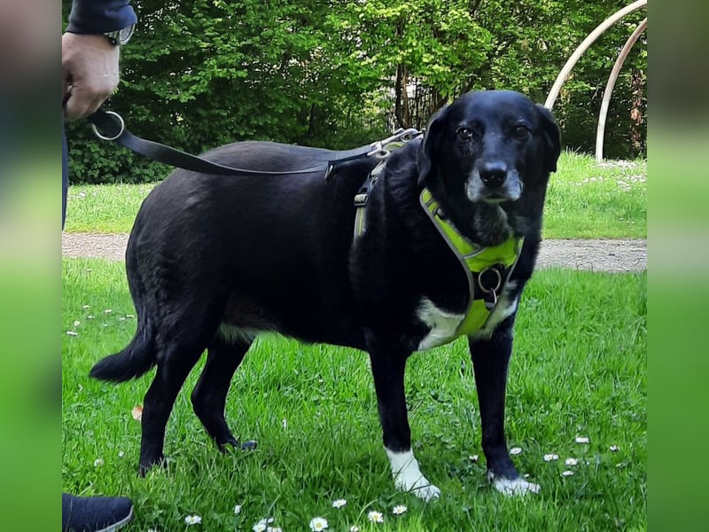 Dhalia - auf PS in 53797 Lohmar - liebe, freundliche Hundedame