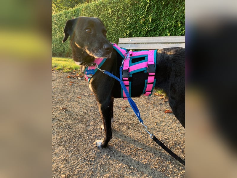 Dhalia - auf PS in 53797 Lohmar - liebe, freundliche Hundedame