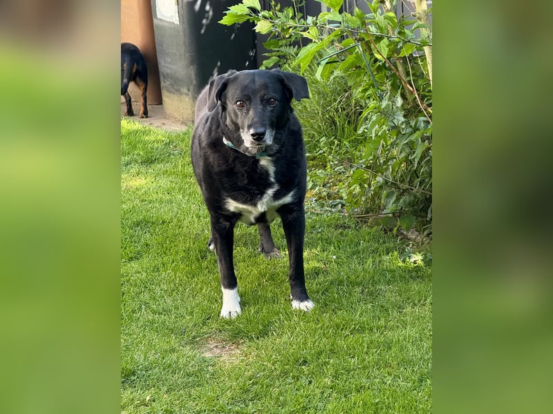 Dhalia - auf PS in 53797 Lohmar - liebe, freundliche Hundedame