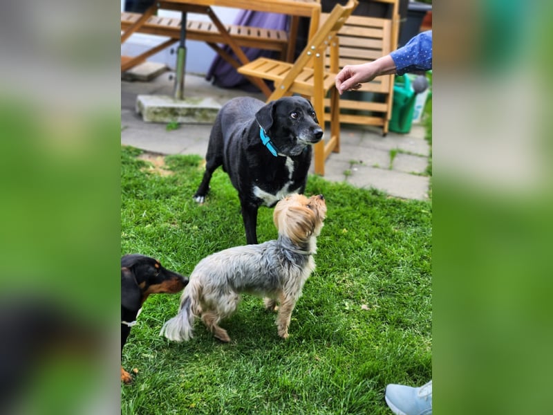 Dhalia - auf PS in 53797 Lohmar - liebe, freundliche Hundedame