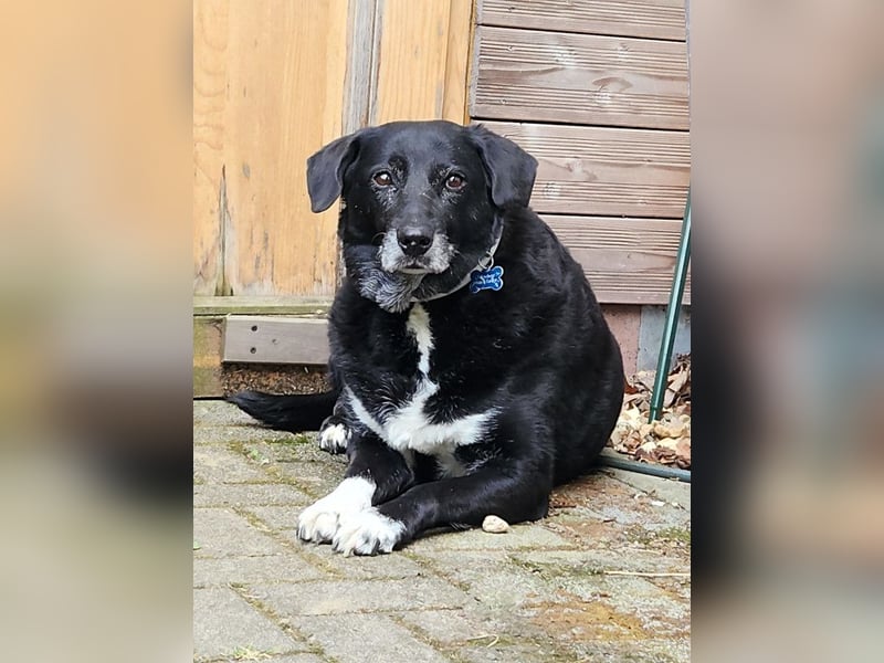 Dhalia - auf PS in 53797 Lohmar - liebe, freundliche Hundedame