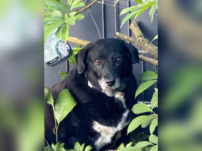Dhalia - auf PS in 53797 Lohmar - liebe, freundliche Hundedame
