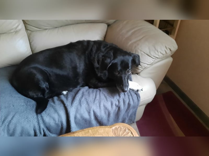 Dhalia - auf PS in 53797 Lohmar - liebe, freundliche Hundedame