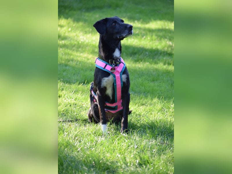 Dhalia - auf PS in 53797 Lohmar - liebe, freundliche Hundedame