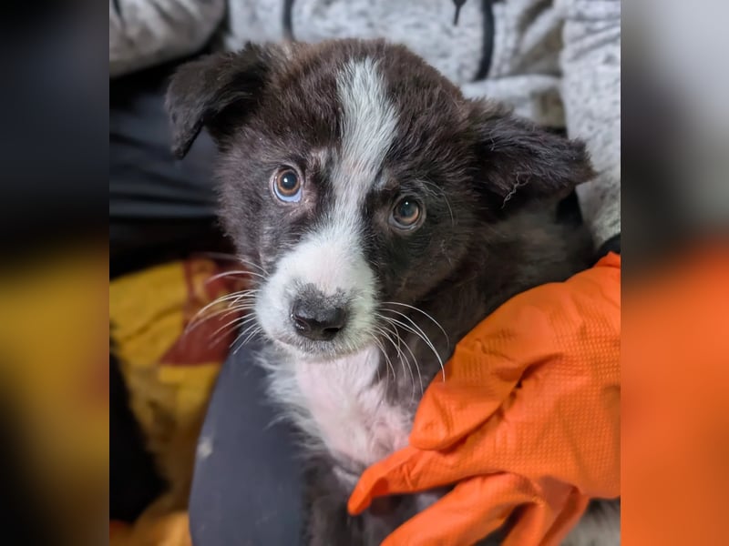 Welpenmädchen Lotte sucht liebevolles Zuhause