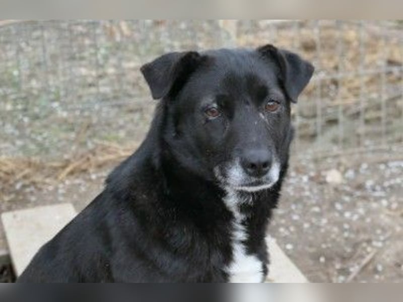 Unsere freundliche Malin sucht ihre Familie
