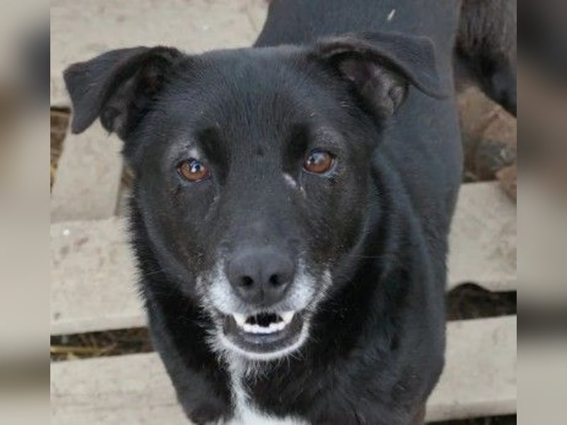 Unsere freundliche Malin sucht ihre Familie