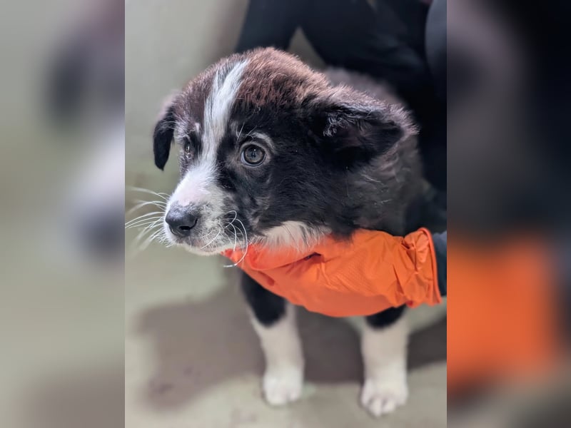 Welpenmädchen Lotte sucht liebevolles Zuhause
