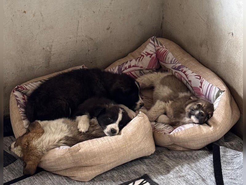 Welpenmädchen Lotte sucht liebevolles Zuhause