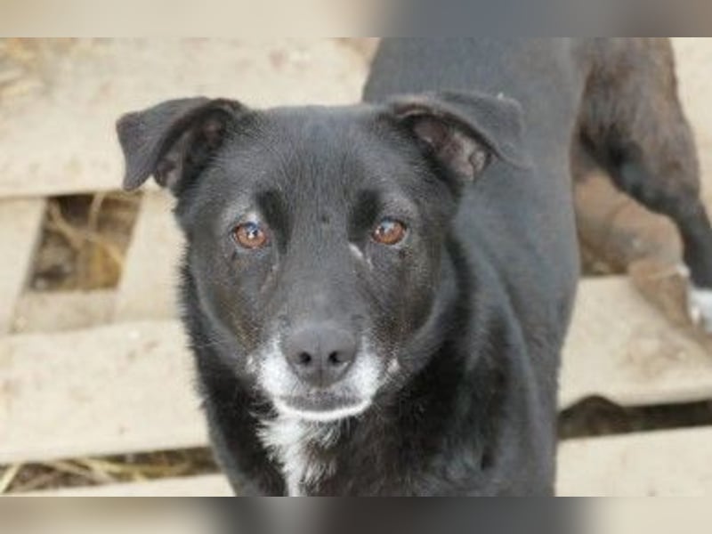 Unsere freundliche Malin sucht ihre Familie
