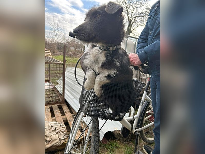 ❤️ kleine SISU aus dem Fahrradkorb - 2 Jahre, 40cm - Mischling