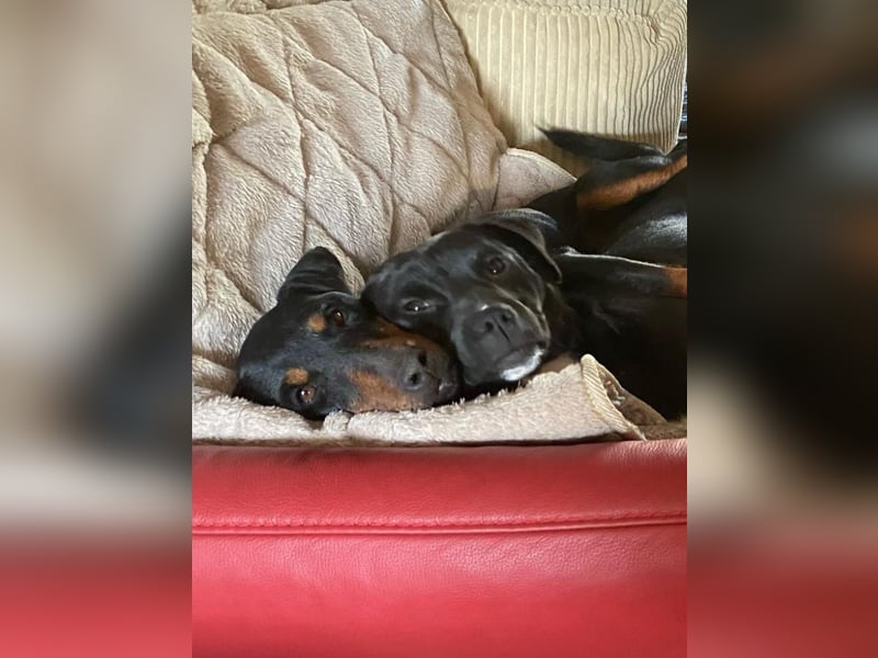 süße kleine Mischlings Hündin Malie sucht ihre Familie