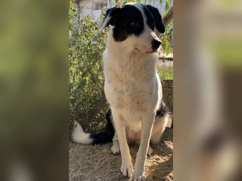 Neville, geb. ca. 03/2019, lebt in GRIECHENLAND, im städt. Tierheim Serres