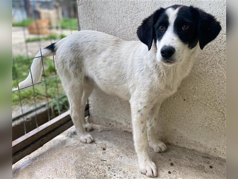 Amaya, geb. ca. 02/2023, lebt in GRIECHENLAND, im städt. Tierheim Serres