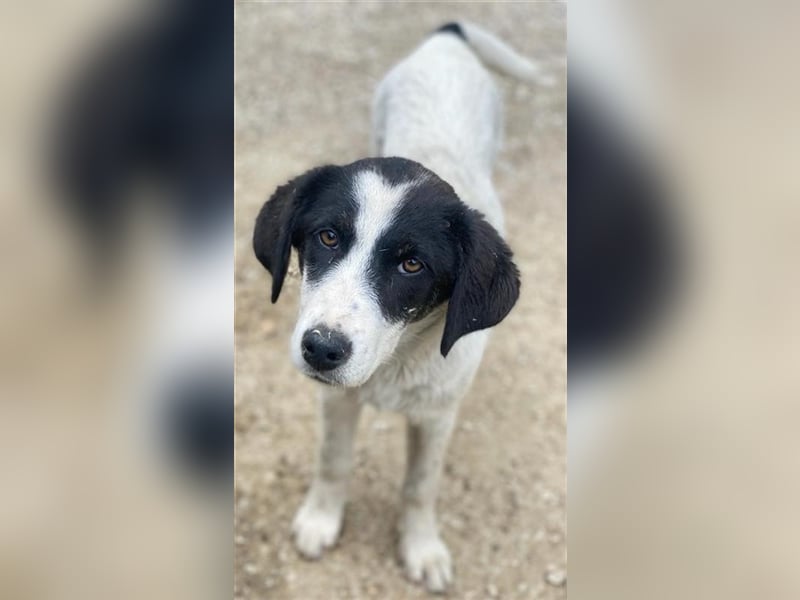 Amaya, geb. ca. 02/2023, lebt in GRIECHENLAND, im städt. Tierheim Serres