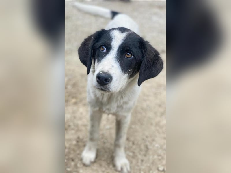 Amaya, geb. ca. 02/2023, lebt in GRIECHENLAND, im städt. Tierheim Serres
