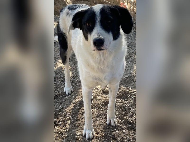 Neville, geb. ca. 03/2019, lebt in GRIECHENLAND, im städt. Tierheim Serres