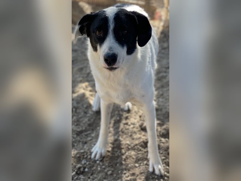 Neville, geb. ca. 03/2019, lebt in GRIECHENLAND, im städt. Tierheim Serres