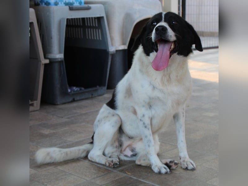 Mariel, geb. ca. 08/2016 , lebt in GRIECHENLAND, bei Kassiani in Serres