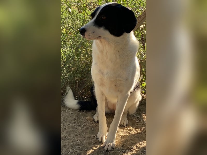 Neville, geb. ca. 03/2019, lebt in GRIECHENLAND, im städt. Tierheim Serres