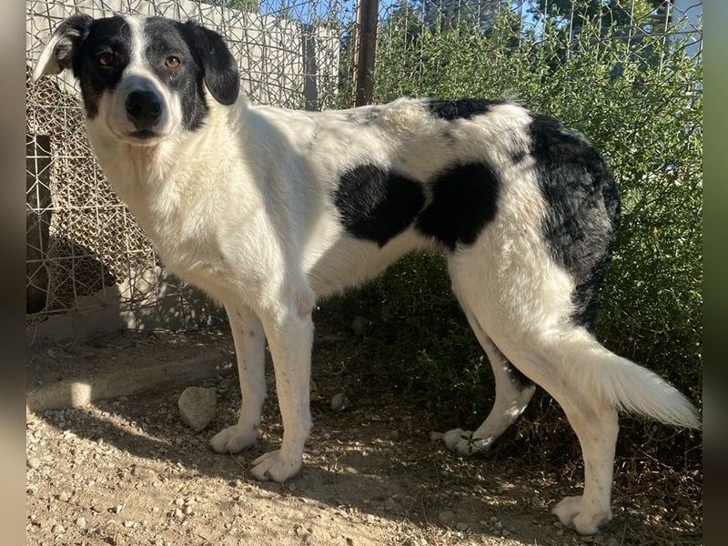 Neville, geb. ca. 03/2019, lebt in GRIECHENLAND, im städt. Tierheim Serres